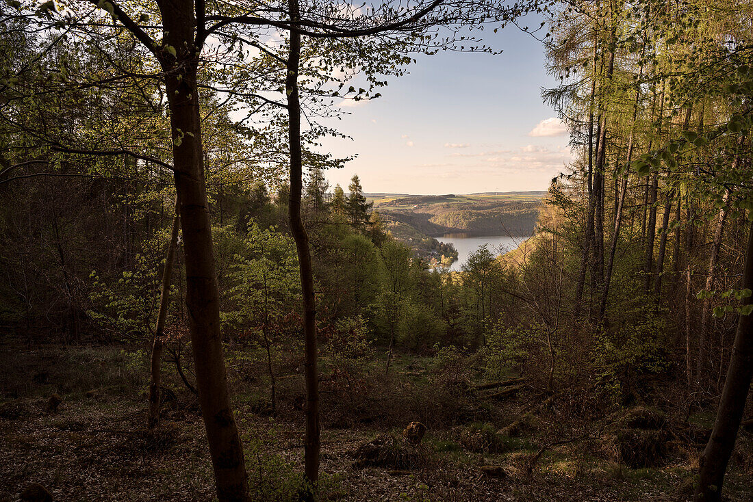 UNESCO Welterbe „Alte Buchenwälder Deutschlands“, Blick zum Edersee, Kellerwald Edersee Nationalpark, Hessen, Deutschland