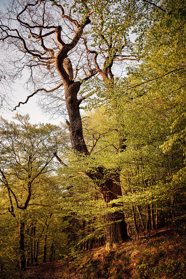 UNESCO Welterbe „Alte Buchenwälder Deutschlands“, Kellerwald Edersee Nationalpark, Hessen, Deutschland