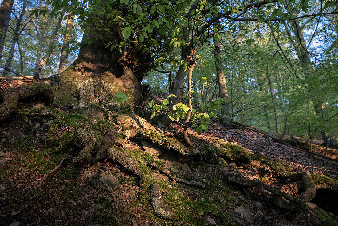 UNESCO World Heritage Old Beech Groves of Germany, Kellerwald Edersee National Park, Hesse, Germany