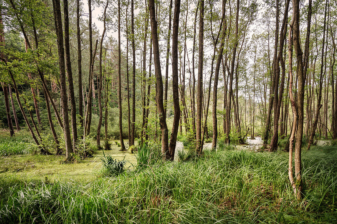 UNESCO Welterbe „Alte Buchenwälder Deutschlands“, Serrahn, Müritz Nationalpark, Mecklenburg-Vorpommern, Deutschland