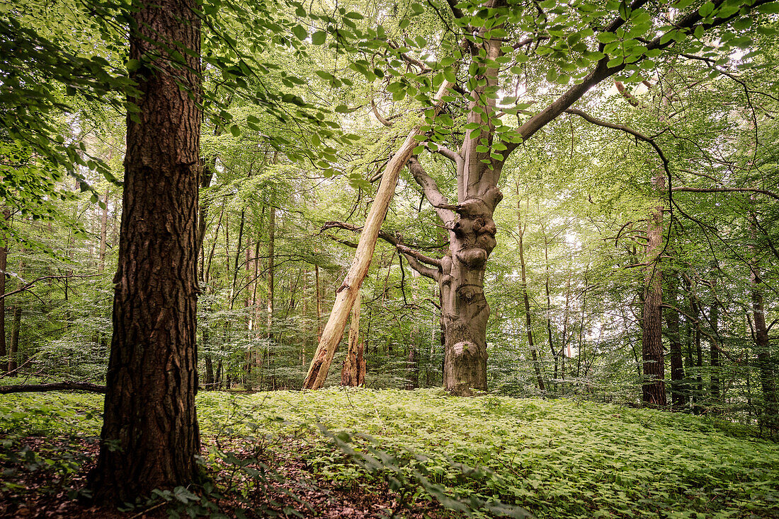 UNESCO Welterbe „Alte Buchenwälder Deutschlands“, Serrahn, Müritz Nationalpark, Mecklenburg-Vorpommern, Deutschland