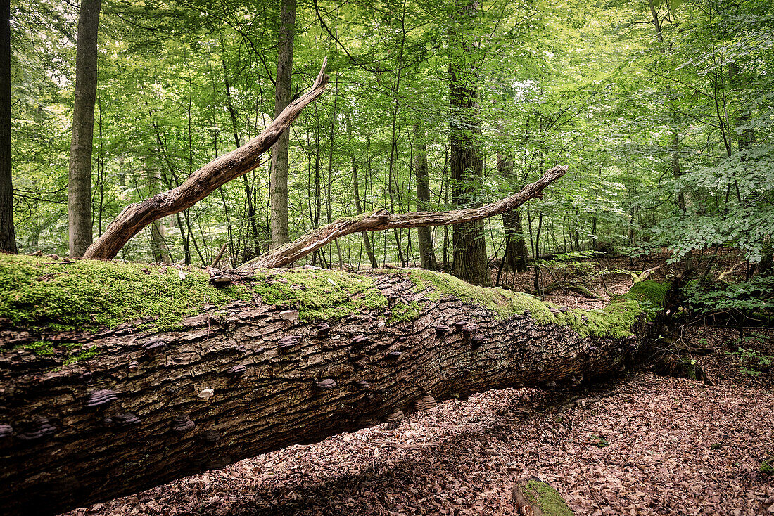 UNESCO World Heritage Old Beech Groves of Germany, Serrahn, Mueritz National Park, Mecklenburg-West Pomerania, Germany