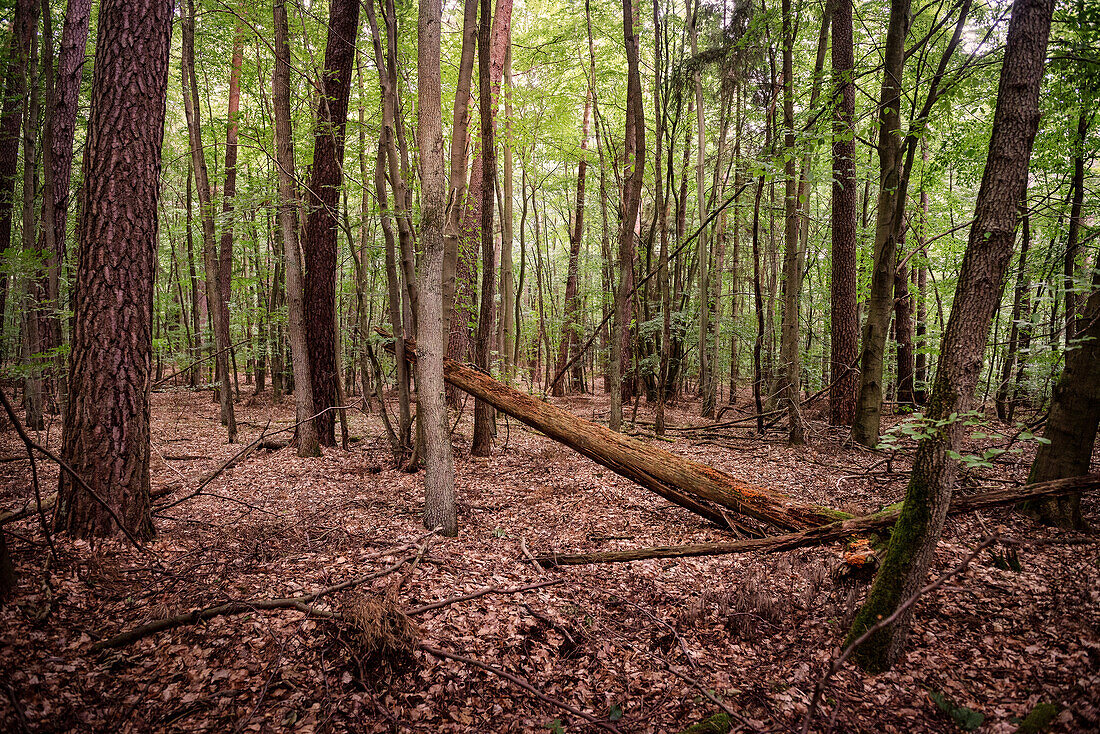 UNESCO Welterbe „Alte Buchenwälder Deutschlands“, Serrahn, Müritz Nationalpark, Mecklenburg-Vorpommern, Deutschland