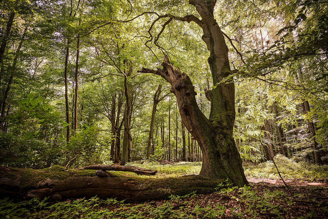 UNESCO Welterbe „Alte Buchenwälder Deutschlands“, Serrahn, Müritz Nationalpark, Mecklenburg-Vorpommern, Deutschland