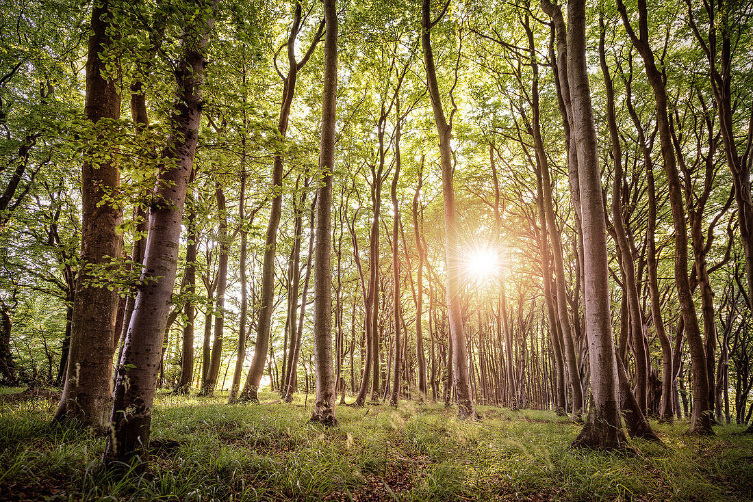 UNESCO Welterbe „Alte Buchenwälder Deutschlands“ im Gegenlicht, Jasmund Nationalpark, Insel Rügen, Mecklenburg-Vorpommern, Deutschland, Ostsee