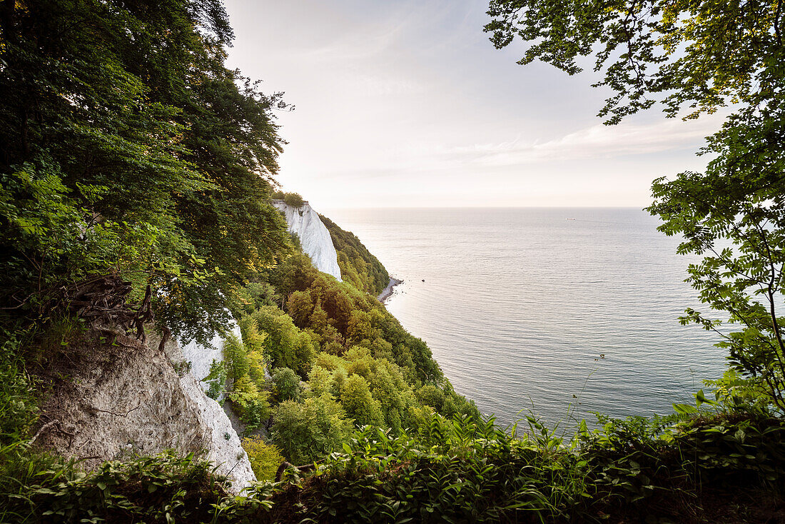 UNESCO Welterbe „Alte Buchenwälder Deutschlands“, Jasmund Nationalpark, Kreidefelsen auf der Insel Rügen, Mecklenburg-Vorpommern, Deutschland, Ostsee