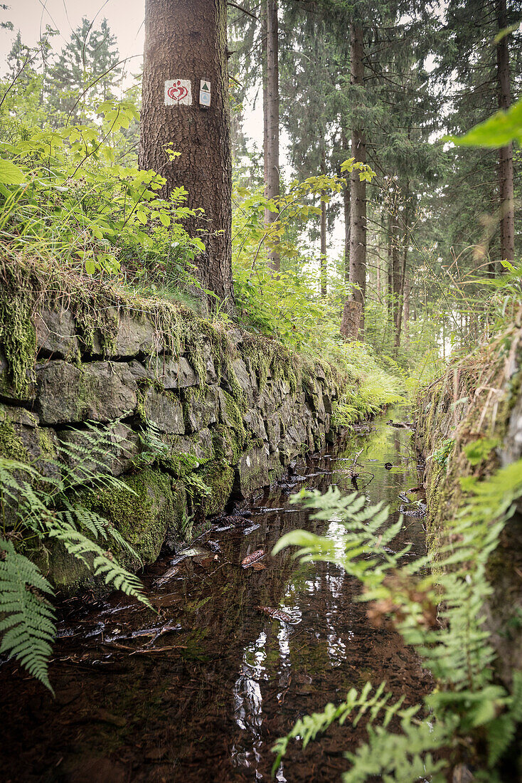 UNESCO Welterbe Harzer Wasserwirtschaft, offenes Wasserkanal System, Liebesbankweg, Harz bei Goslar, Niedersachsen, Deutschland
