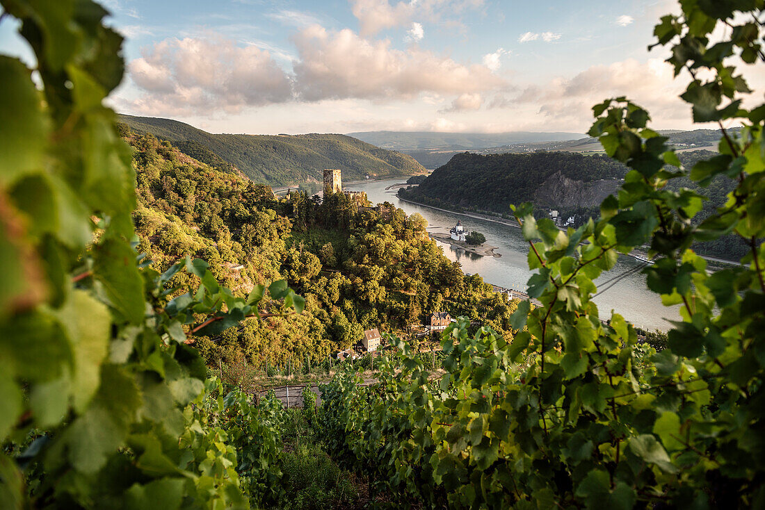 UNESCO World Heritage Upper Rhine Valley, Gutenfels castle and Pfalzgrafenstein castle, grapevine, Rhineland-Palatinate, Germany