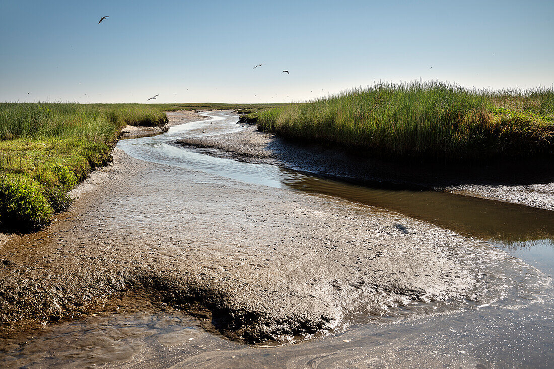 UNESCO Weltnaturerbe Wattenmeer, Salzwiese, Insel Neuwerk, Bundesland Hamburg, Deutschland, Nordsee