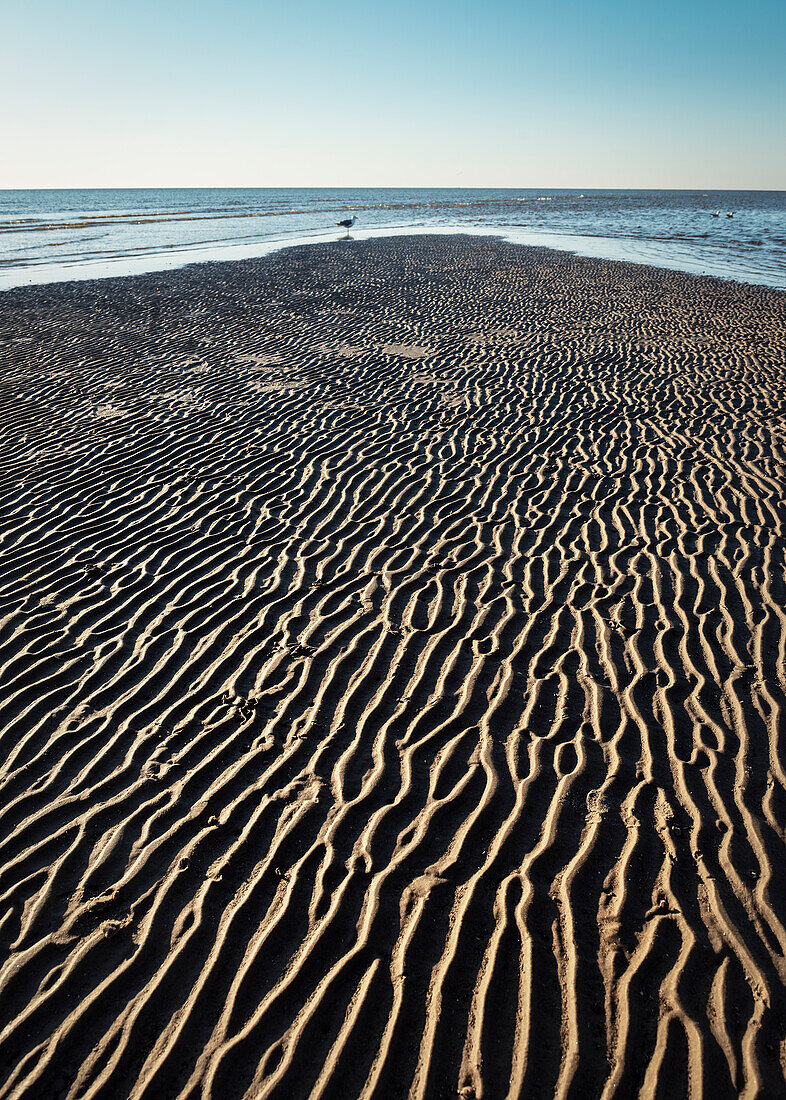 UNESCO World Heritage the Wadden Sea, sea gull and detail of mudflat, St. Peter-Ording, Schleswig-Holstein, Germany, North Sea