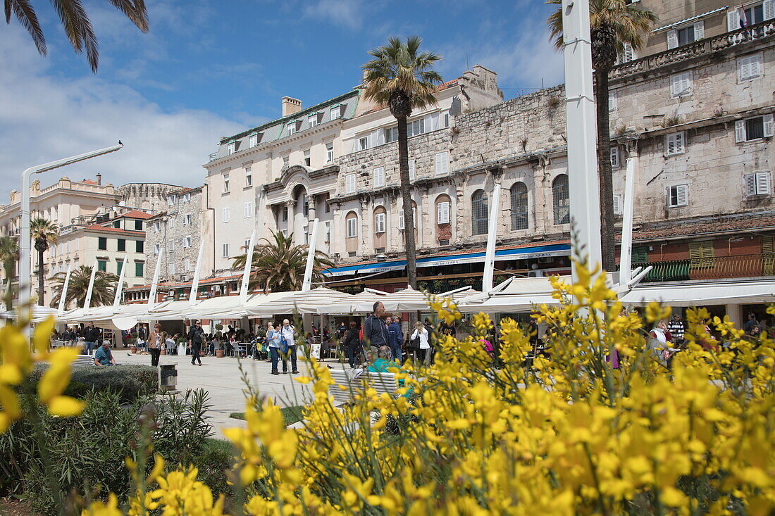 People stroll along seafront promenade seen through yellow flowers, Split, Split-Dalmatia, Croatia