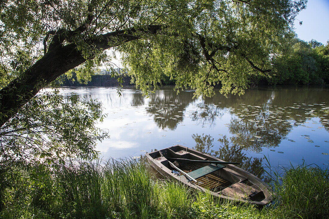 Fishing dinghy and tree along bank of Petit Saône river, Ray-sur-Saône, Haute-Saône, Bourgogne-Franche-Comté, France