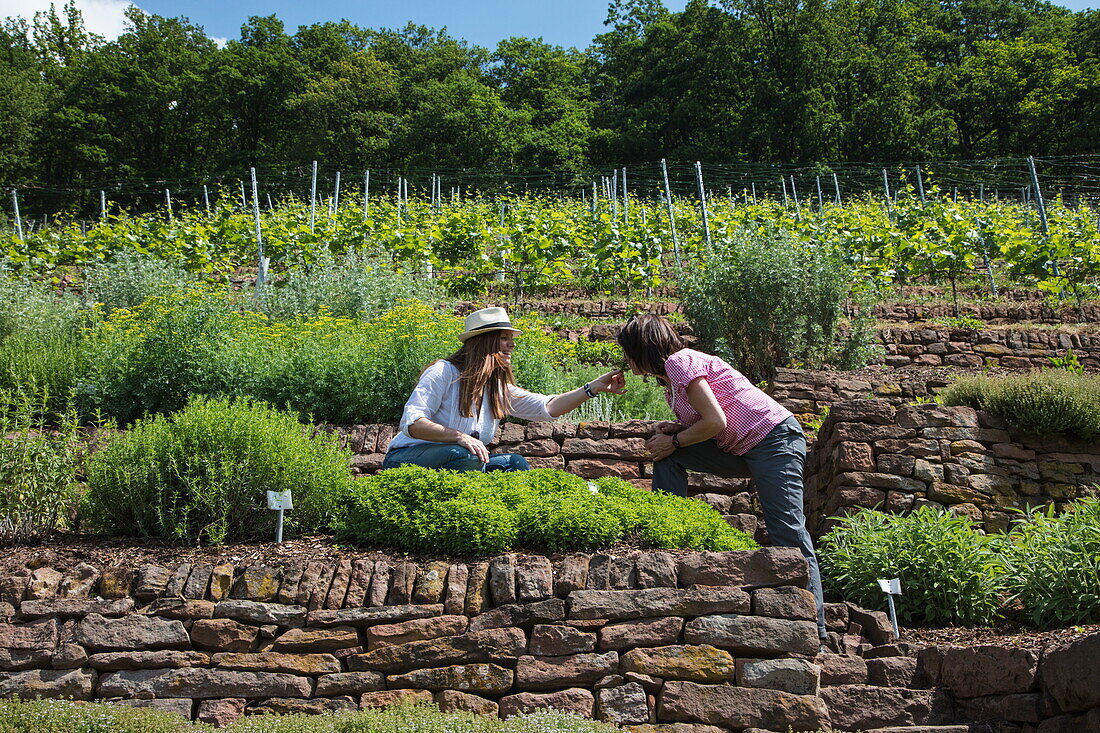 Zwei Frauen im öffentlichen Kräutergarten Churfranken am Fränkischen Rotweinweg, Erlenbach am Main, Spessart-Mainland, Franken, Bayern, Deutschland, Europa