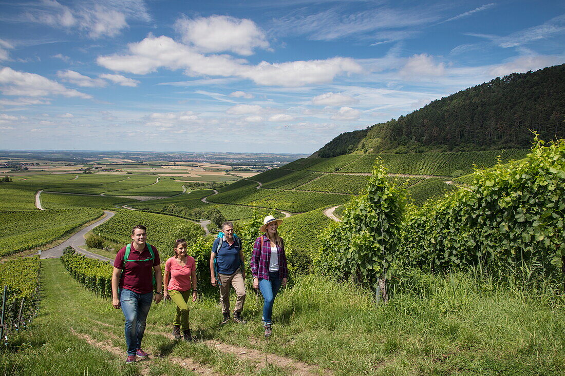 Vier Menschen wandern auf Pfad entlang Reben am Weinberg Iphöfer Julius-Echter-Berg, Iphofen, Fränkisches Weinland, Franken, Bayern, Deutschland, Europa