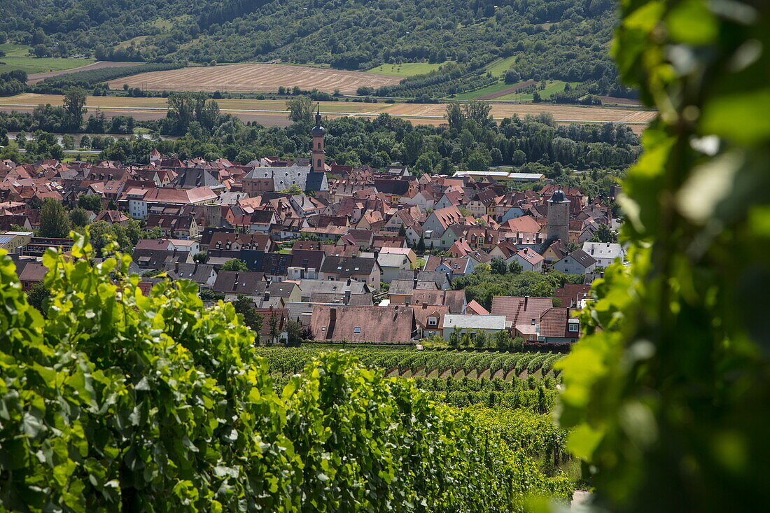 Overhead of Eibelstadt seen through vines from Terroir F site at Weinlage Eibelstadter Kapellenberg vineyard, Eibelstadt, near Würzburg, Franconia, Bavaria, Germany