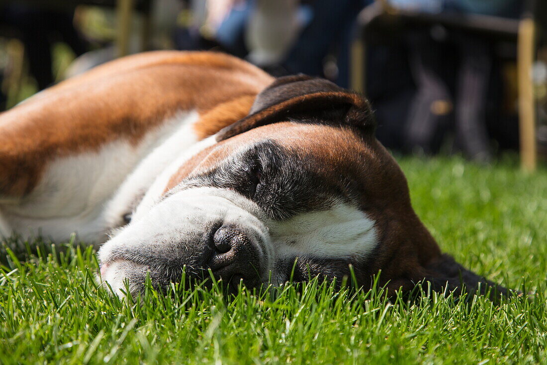 Dog relaxes on lawn of Theetuin d' Aole Pastorie bakery and cafe, Zwartemeer, Drenthe, Netherlands