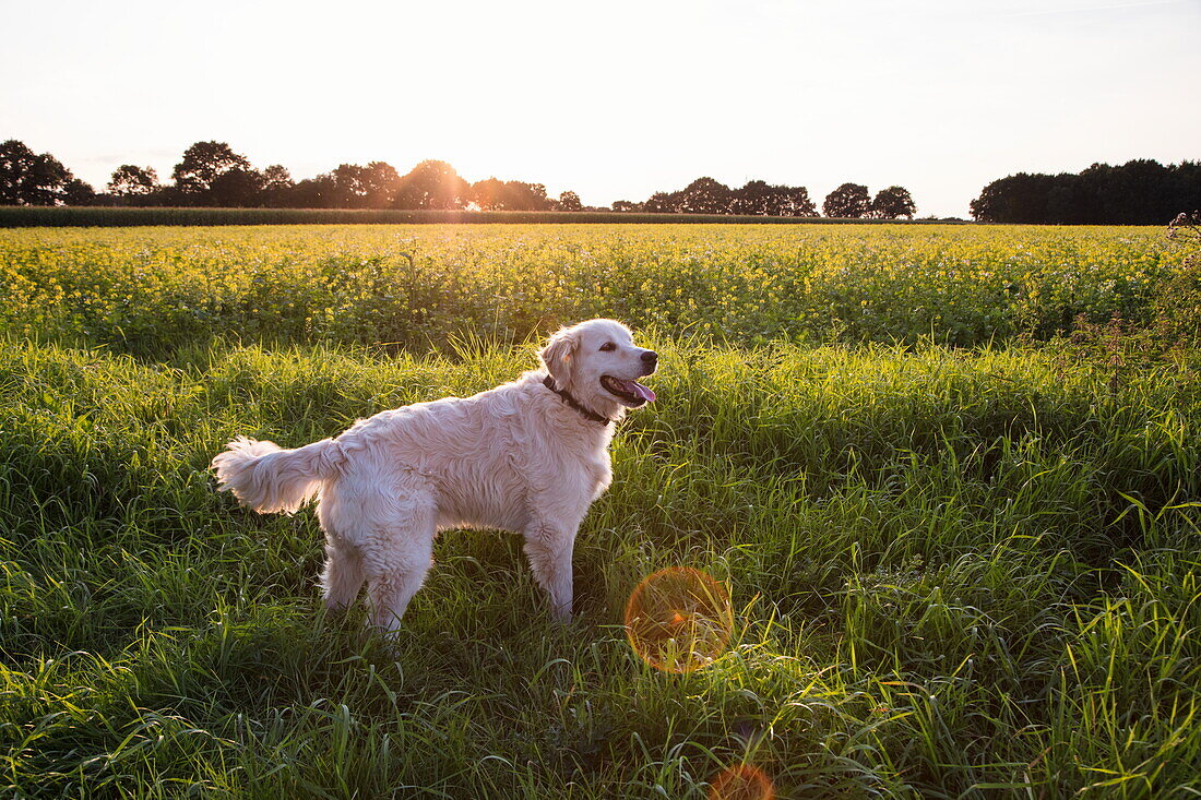 Golden Retriever Hund läuft durch Feld bei Sonnenuntergang, nahe Sögel, Emsland, Niedersachsen, Deutschland, Europa