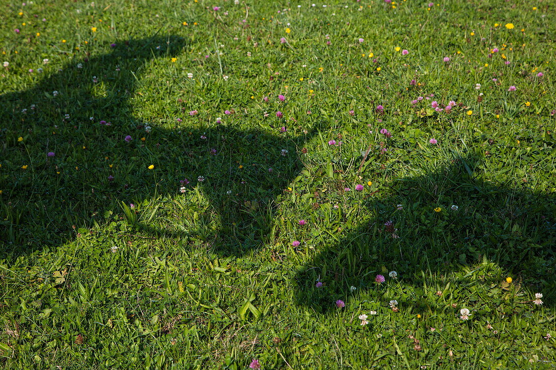 Schatten von zwei Pferdeköpfen und einem Reiter auf Weide, Bessenbach Steiger, Westspessart, Spessart-Mainland, Franken, Bayern, Deutschland, Europa
