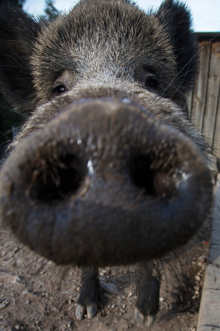 Nahaufnahme der Nase von einem Wildschwein im Wildpark Haibach, Haibach, Westspessart, Spessart-Mainland, Franken, Bayern, Deutschland, Europa