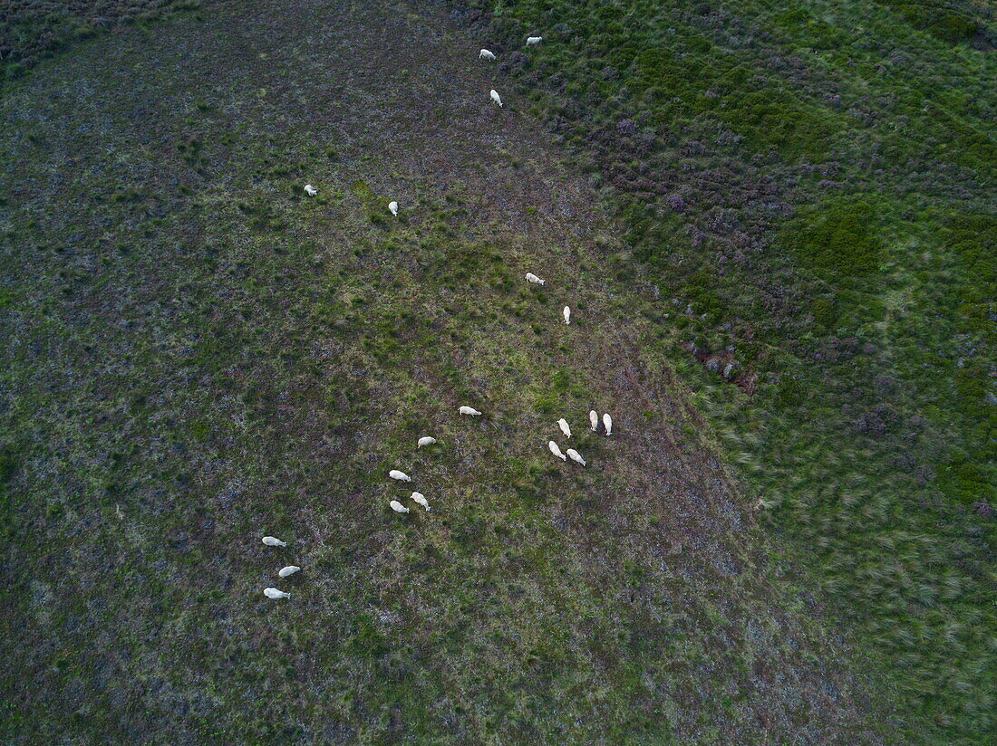 Aerial of Bentheimer Landschafe sheep and heather field near Lake Versener Heidesee, near Meppen, Emsland, Lower Saxony, Germany