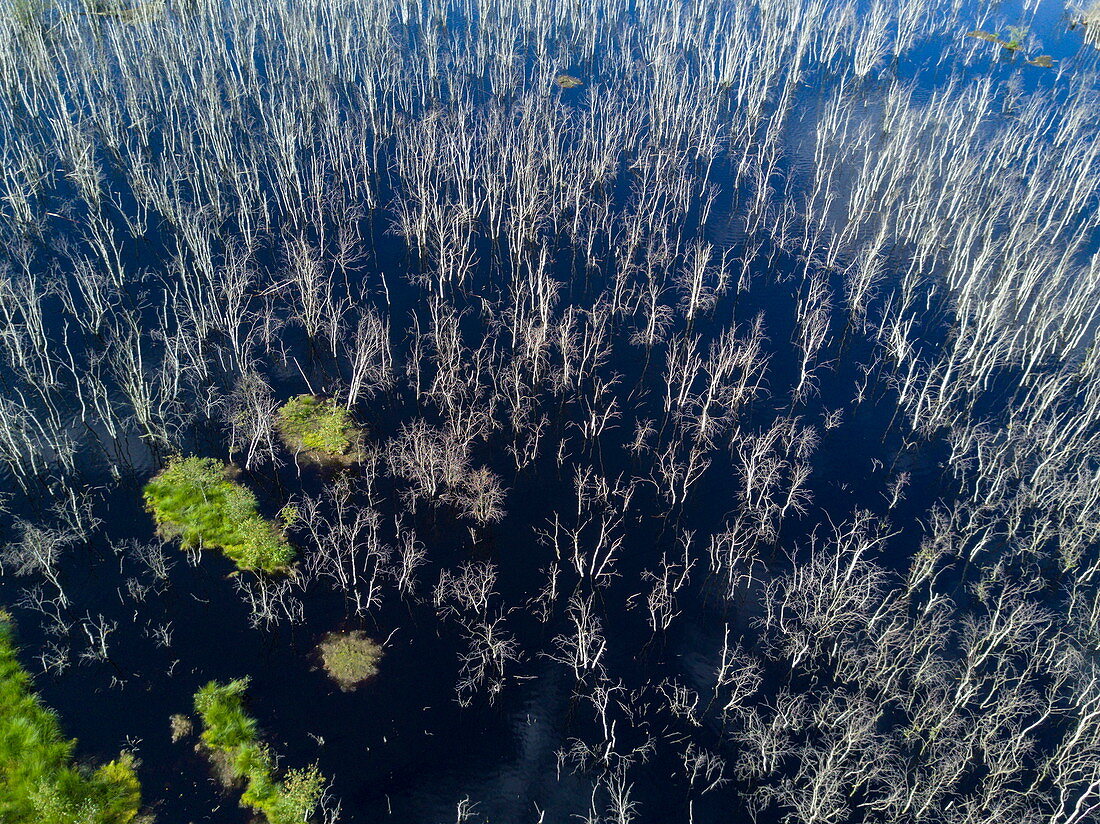 Aerial of birch trees and peat bog lands at Moorwiesen Theikenmeer in Naturpark Hümmling nature reserve, near Werlte, Emsland, Lower Saxony, Germany
