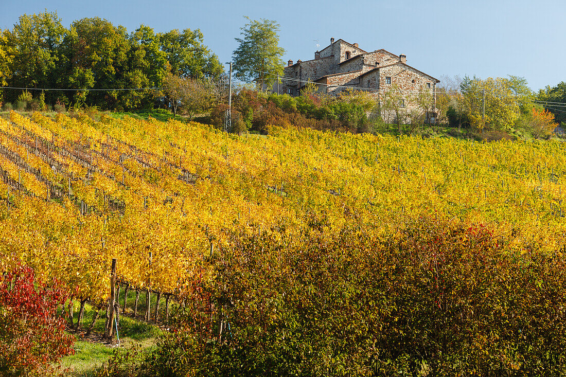vineyard, autumn, cottage, near Greve in Chianti, Chianti, Tuscany, Italy, Europe