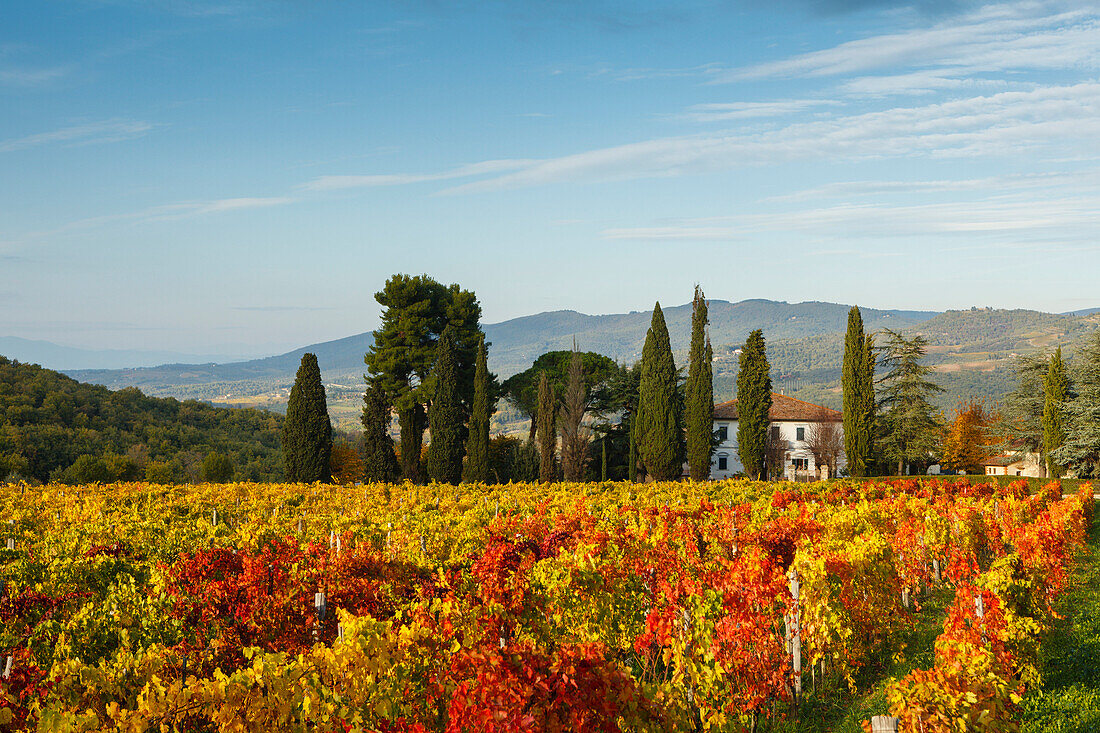 Weinberg, Herbst, Landhaus, Zypressen, bei Greve in Chianti, Toskana, Italien, Europa