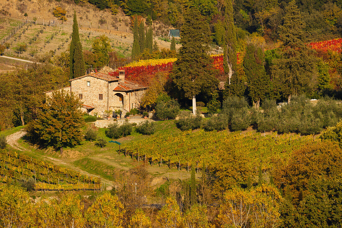 Weinberge, Herbst, Landhaus, bei Greve in Chianti, Toskana, Italien, Europa