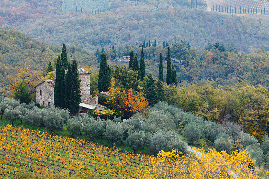 cottage with cypresses and vineyard near Radda in Chianti, autumn, Chianti, Tuscany, Italy, Europe