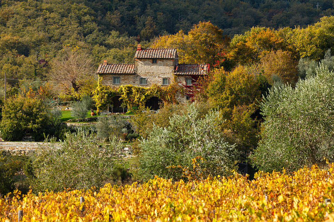 cottage and vineyard near Radda in Chianti, autumn, Chianti, Tuscany, Italy, Europe