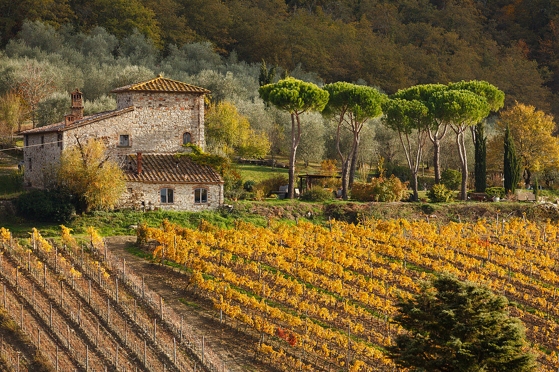 cottage with vineyards and pine trees, near Radda in Chianti, autumn, Chianti, Tuscany, Italy, Europe