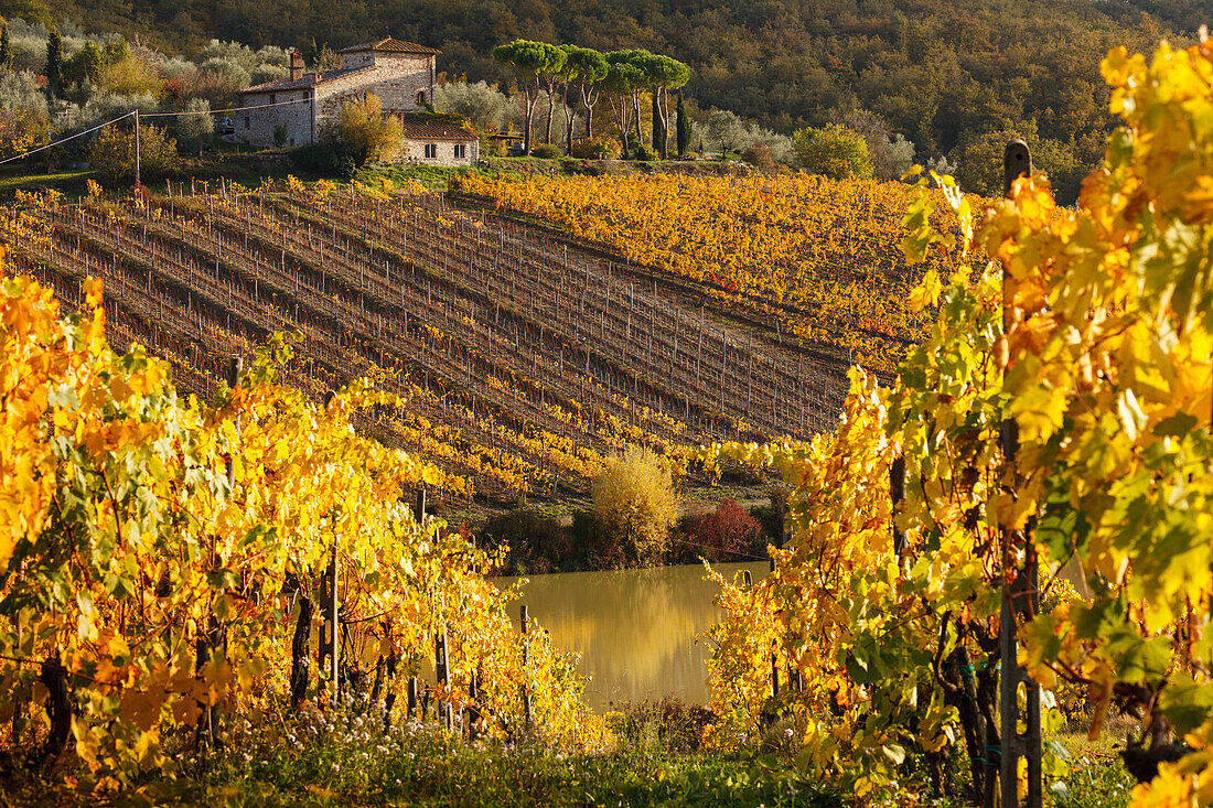 Landschaft mit Weingut und Weinbergen bei Radda in Chianti, Herbst, Chianti, Toskana, Italien, Europa