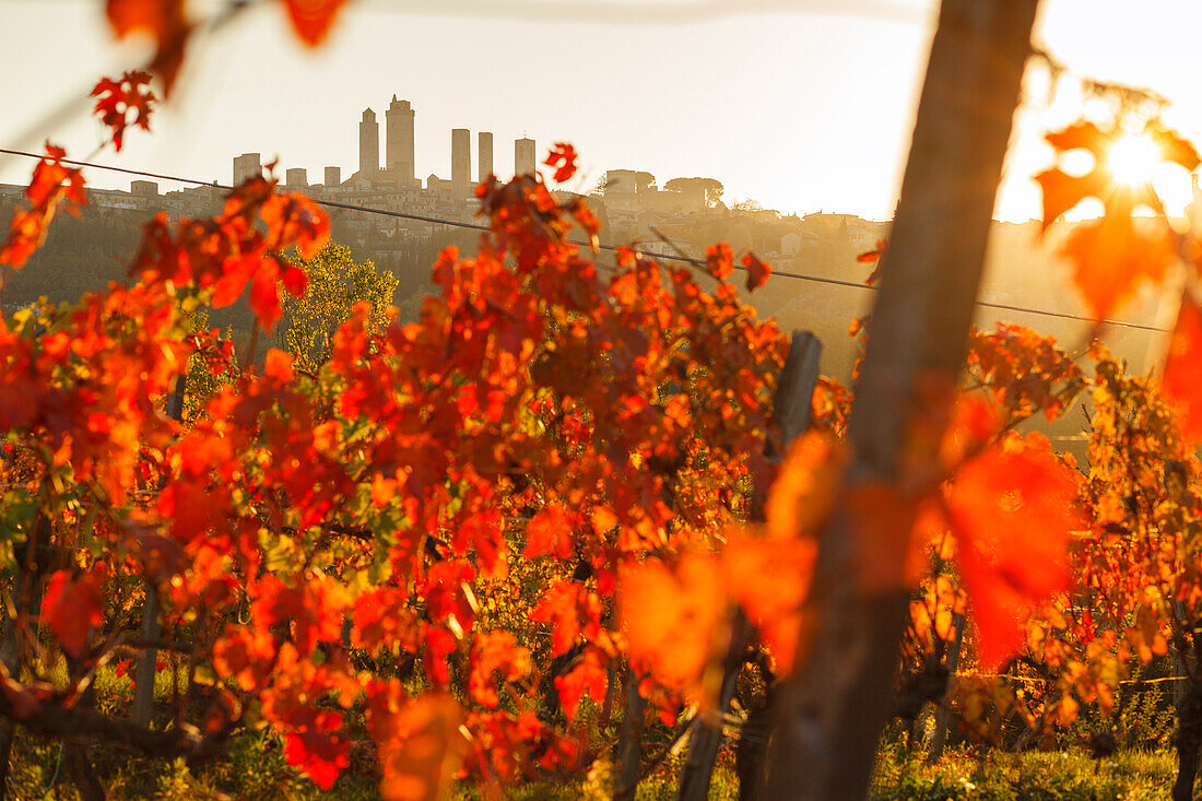 Stadtansicht mit Geschlechtertürmen, Türme, Weinberg, San Gimignano, UNESCO Weltkulturerbe, Provinz Siena, Herbst, Toskana, Italien, Europa