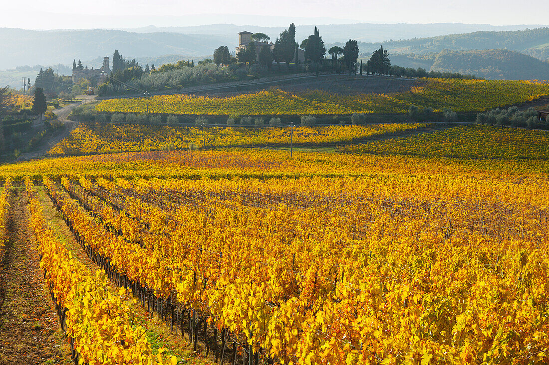 Weinberge, bei Panzano, Chianti, Toskana, Italien, Europa