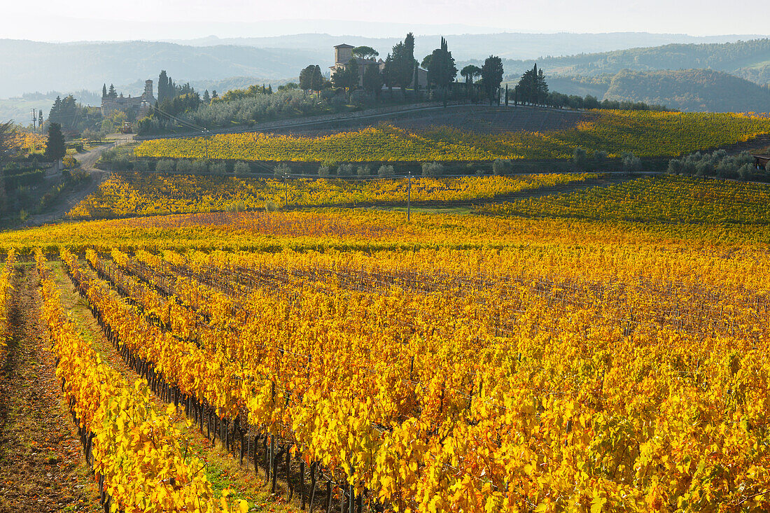 vineyards, near Panzano, Chianti, Tuscany, Italy, Europe