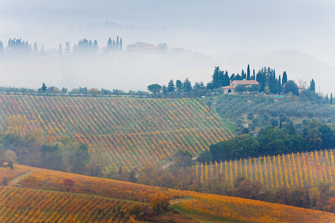 landscape with vineyards, cottage, cypresses, fog, autumn, near San Gimignano, province of Siena, autumn, Tuscany, Italy, Europe