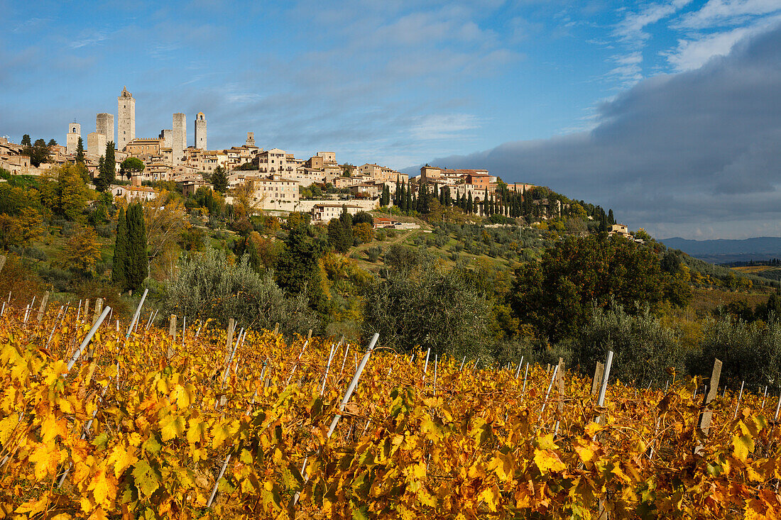 townscape with towers, vineyard, San Gimignano, hilltown, UNESCO World Heritage Site, province of Siena, autumn, Tuscany, Italy, Europe