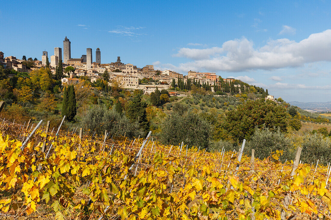 Stadtansicht mit Geschlechtertürmen, Türme, Weinberg, San Gimignano, UNESCO Weltkulturerbe, Provinz Siena, Herbst, Toskana, Italien, Europa