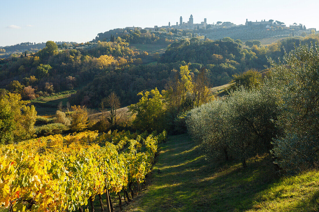 Stadtansicht, Weinberg, San Gimignano, UNESCO Weltkulturerbe, Provinz Siena, Herbst, Toskana, Italien, Europa