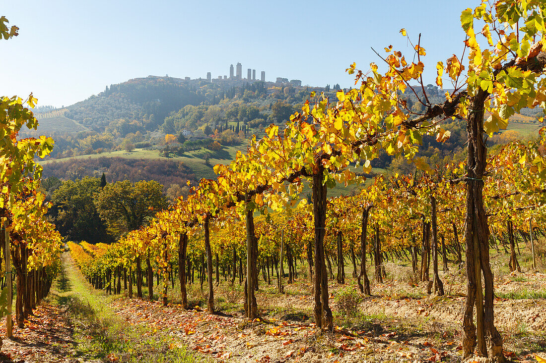 Stadtansicht, Weinberg, San Gimignano, UNESCO Weltkulturerbe, Provinz Siena, Herbst, Toskana, Italien, Europa