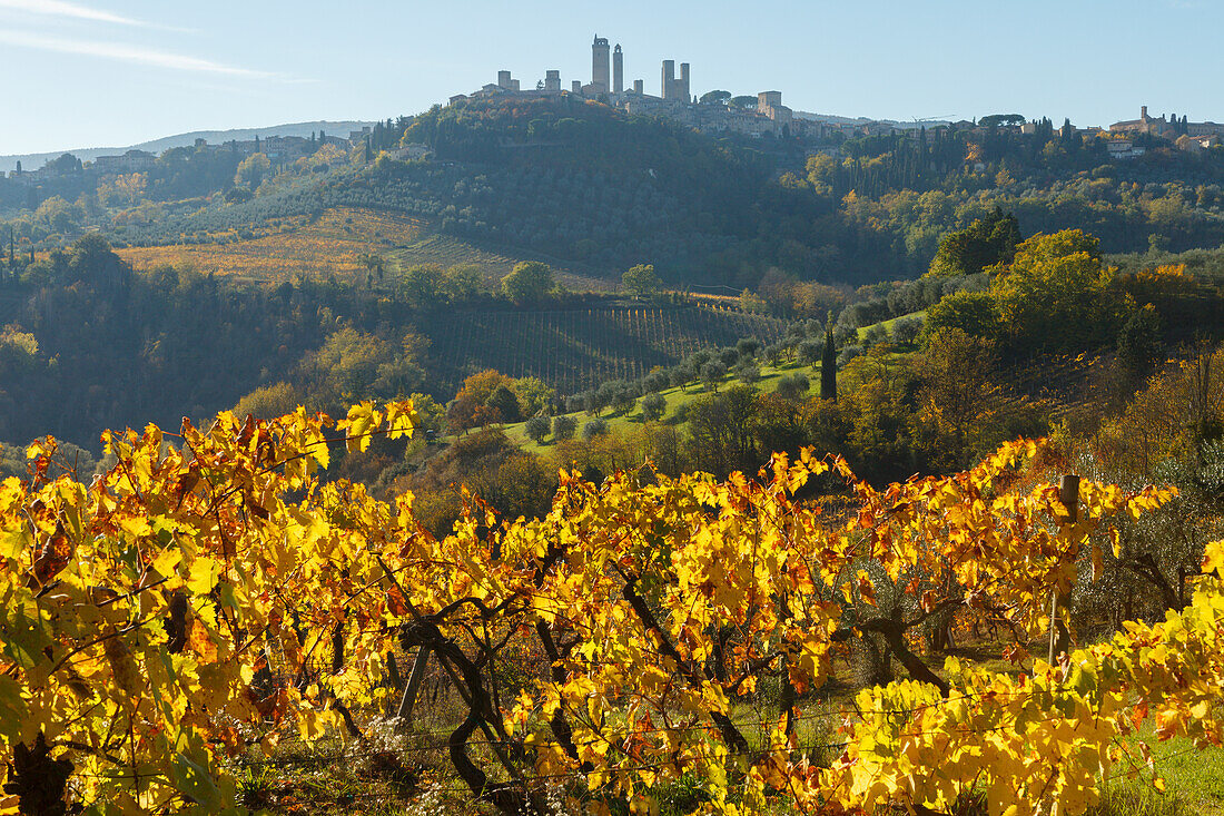 Stadtansicht, Weinberg, San Gimignano, UNESCO Weltkulturerbe, Provinz Siena, Herbst, Toskana, Italien, Europa