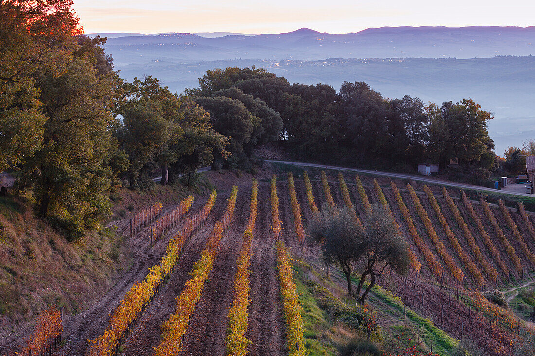 vineyards, Monteriggioni, Via Francigenia, province of Siena, Tuscany, Italy, Europe