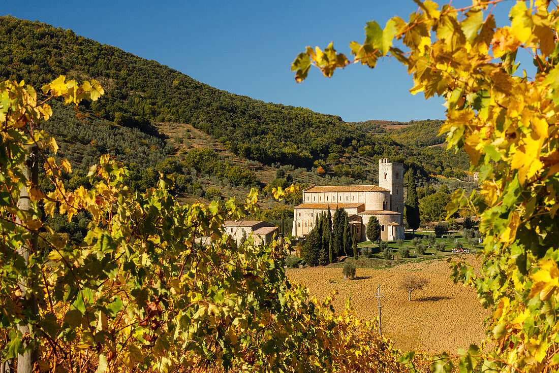 Abbazia di Sant Antimo, Abtei Sant Antimo, Kloster, 8.Jhd., Weinreben, Weinfeld und Zypressen, bei Montalcino, Herbst, Val d´Orcia, UNESCO Weltkulturerbe, Toskana, Italien, Europa