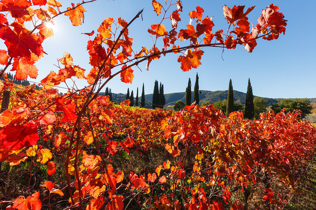 vineyard and cypresses, near Montalcino, autumn, Val d´Orcia, UNESCO World Heritage Site, Tuscany, Italy, Europe