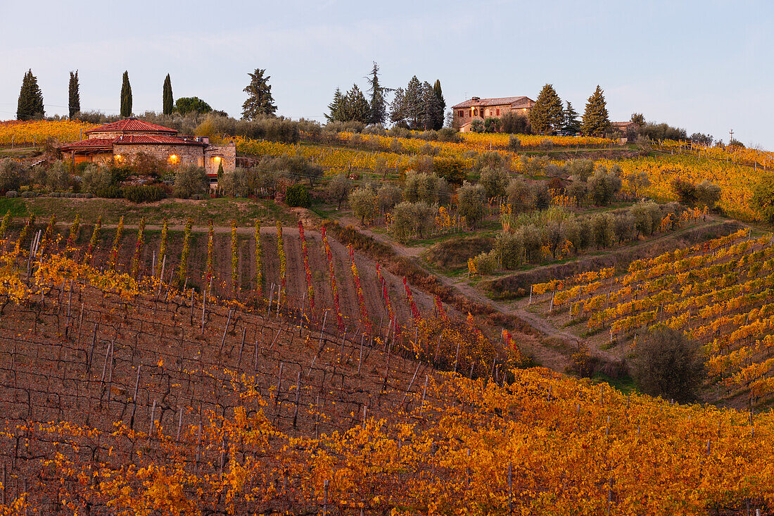 cottages, vineyards and cypresses, near Montalcino, autumn, Val d´Orcia, UNESCO World Heritage Site, Tuscany, Italy, Europe