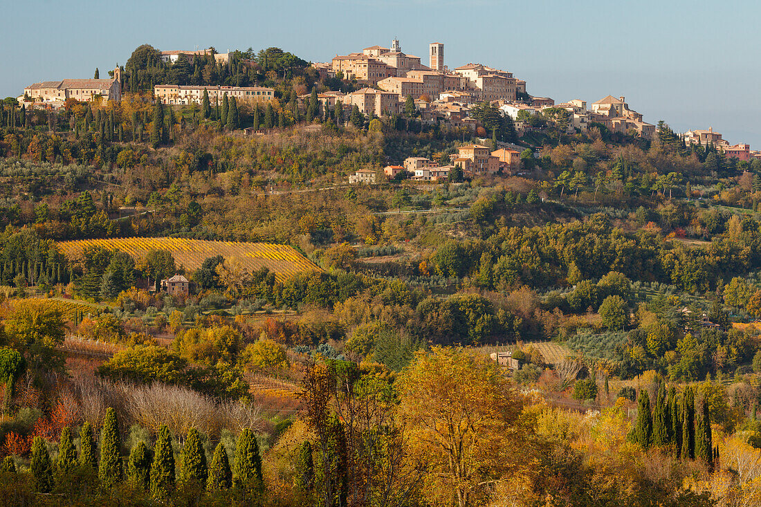 Zypressen, weinfelder, Herbst, Montepulciano, Toskana, Italien, Europa