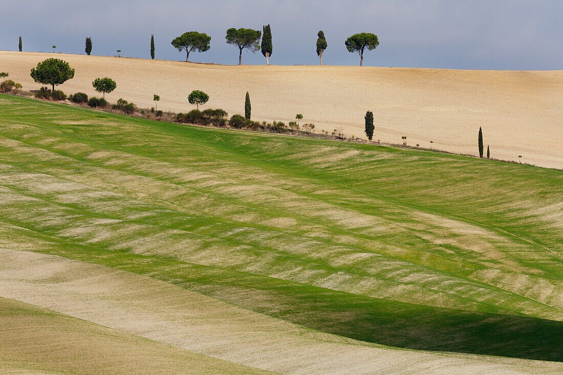 Cypresses, pine trees, Crete Senesi, near S. Quirico d´Orcia, Val d´Orcia, UNESCO World Heritage Site, Tuscany, Italy, Europe