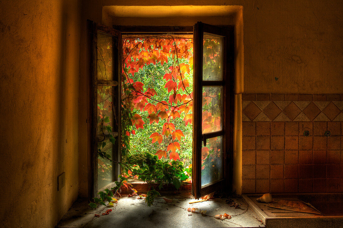 Fenster, verlassenes Landhaus, Weinlaub, Herbst, verlassener Ort, bei San Gimignano, Provinz Siena, Herbst, Toskana, Italien, Europa