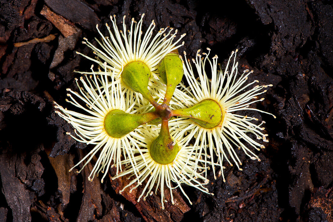 Eucalypt flower in the Dryandra Woodland near Narrogin in Western Australia