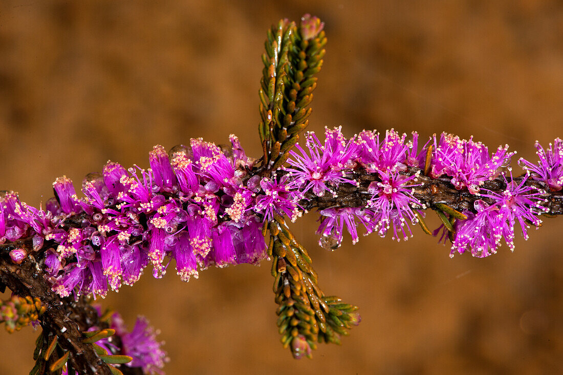 Corky Honeymyrtle (Melaleuca suberosa) in der Fitzgerald River Biosphere in Westaustralien